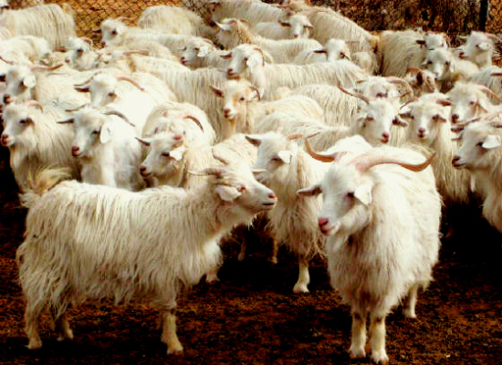 pashmina_goats_herd_Himalayan_region
